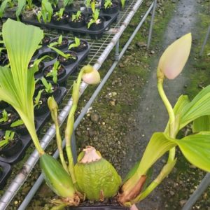 Lyc. Shoalhaven 'W-1' x Shoalheaven 'Kyoto' SM/JOGA 4N x 4N