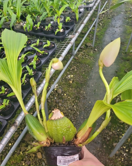 Lyc. Shoalhaven 'W-1' x Shoalheaven 'Kyoto' SM/JOGA 4N x 4N