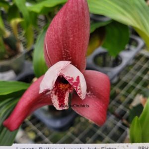 Lycaste Balliae x Lycaste Judy Fister