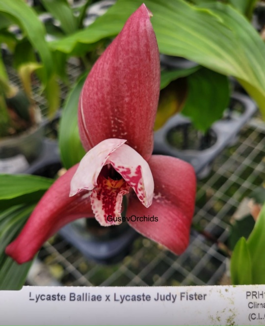 Lycaste Balliae x Lycaste Judy Fister