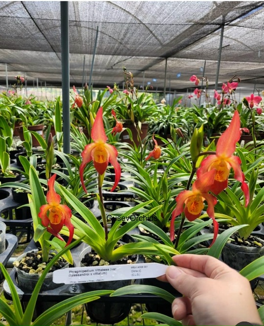 Phragmipedium Vittabess (var dalessand oi x vittatum)