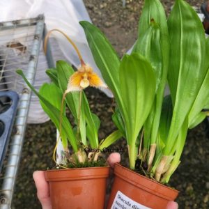 Dracula diana Xanthina 'Ecuagenera'