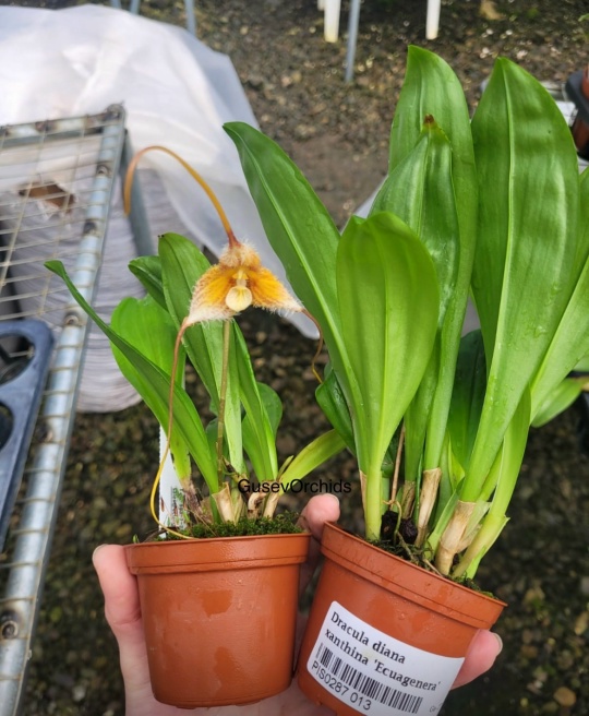 Dracula diana Xanthina 'Ecuagenera'