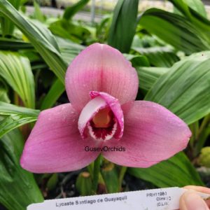 Lycaste Santiago de Guayaquil