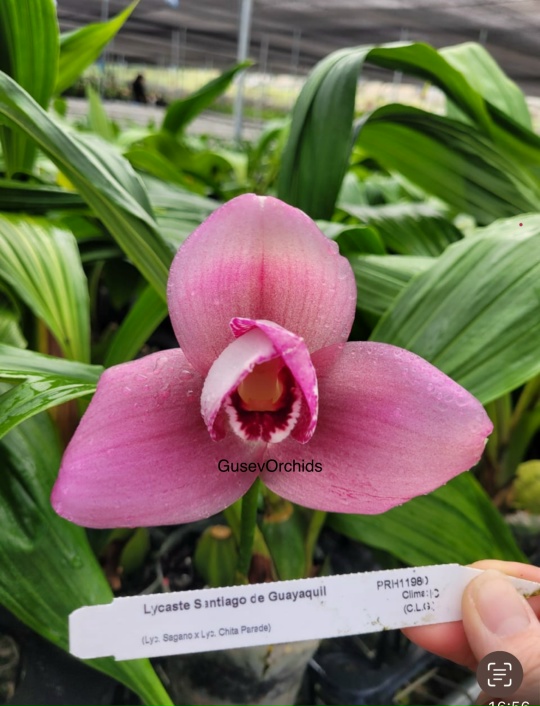 Lycaste Santiago de Guayaquil