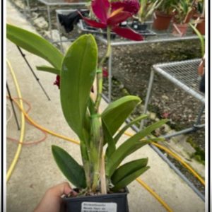 Rhyncattleanthe Bloody Mary 4N