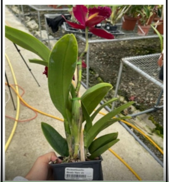 Rhyncattleanthe Bloody Mary 4N