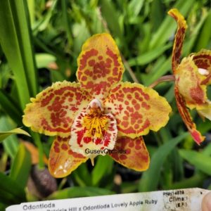 Oncidium Frolicked x Oda. Lovely Apple Ruby Castt