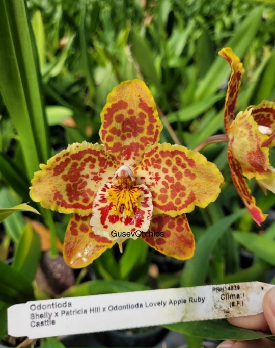 Oncidium Frolicked x Oda. Lovely Apple Ruby Castt