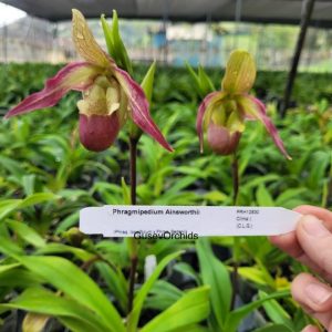 Phragmipedium Ainswerthii