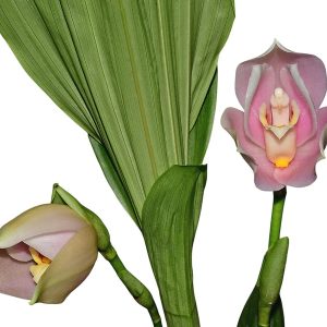 Angulocaste Ivan Portilla