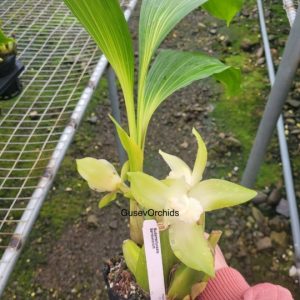 Sudamerlycaste barrowiorum