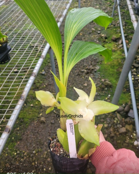 Sudamerlycaste barrowiorum