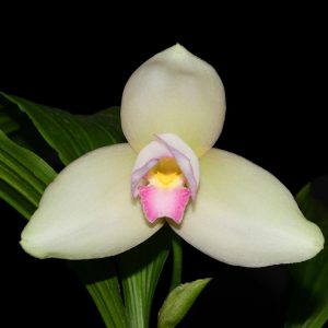Lycaste Shonan Bright