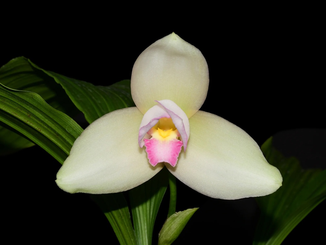 Lycaste Shonan Bright