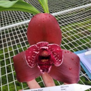 Ликаста Andres Eljuri