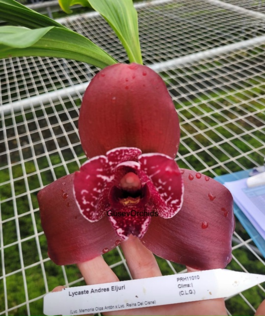 Ликаста Andres Eljuri