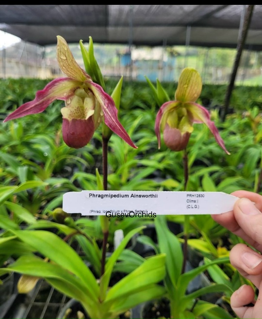 Phragmipedium Ainswerthii