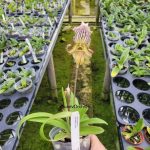 Paphlopedilum falerleanum x Sib