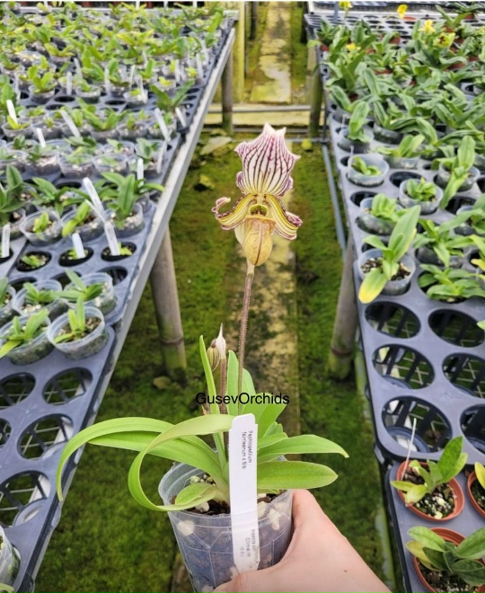 Paphlopedilum falerleanum x Sib