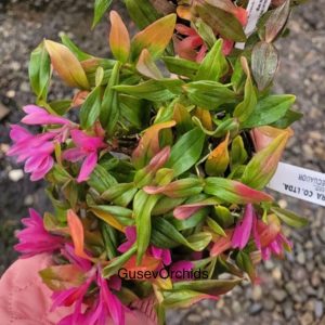 Dendrobium Mtn's Butterfly Kisses large