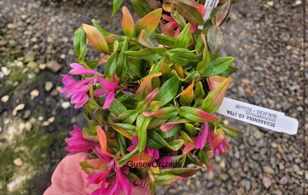 Dendrobium Mtn's Butterfly Kisses large