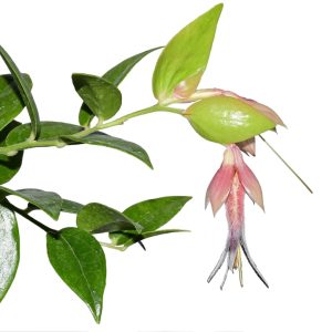 Ceratostema jorgebritoi