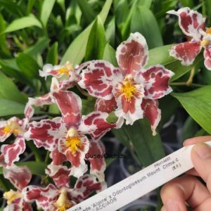 Oncidium Irene