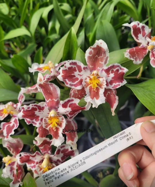 Oncidium Irene