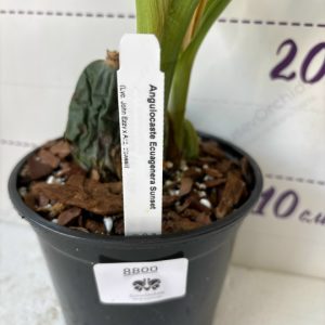 Angulocaste Ecuagenera Sunset