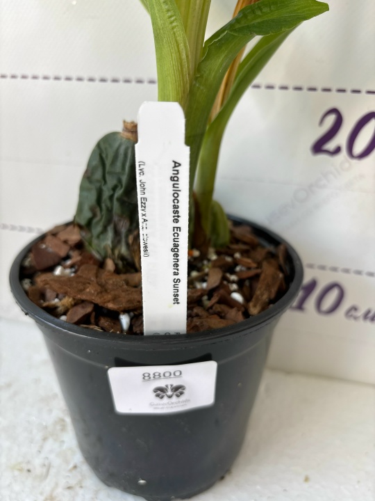 Angulocaste Ecuagenera Sunset