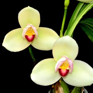 Lycaste Rakuhoku