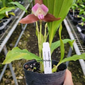 Lycaste Gigi Portilia