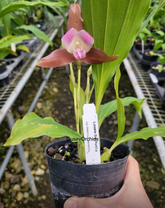 Lycaste Gigi Portilia