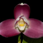 Lycaste Full Moon