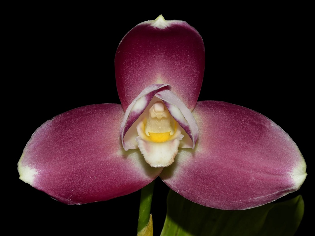 Lycaste Full Moon