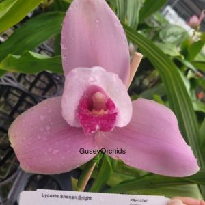 Lycaste Shonan Bright