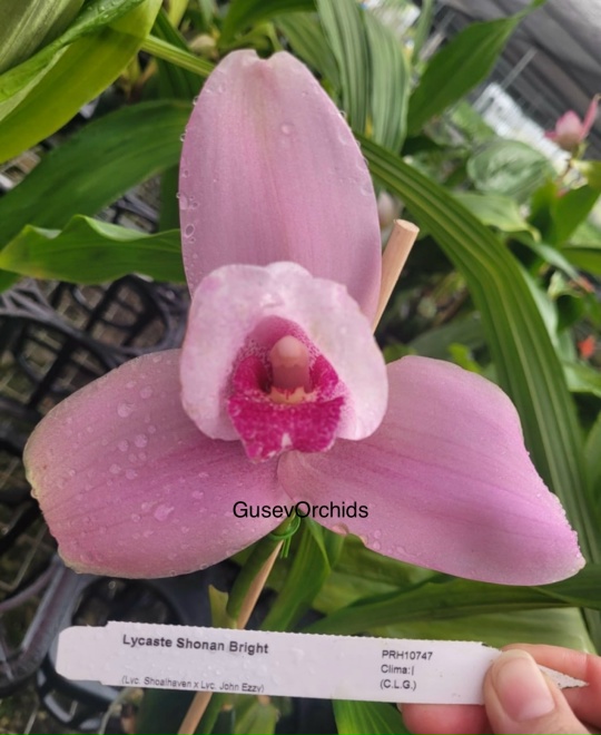 Lycaste Shonan Bright