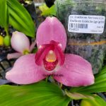 Lycaste Shoalhaven 'Sisa Andina'