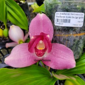 Lycaste Shoalhaven 'Sisa Andina'