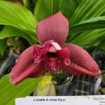 Lycaste Andres Eljuri
