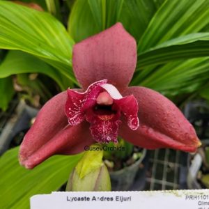 Lycaste Andres Eljuri