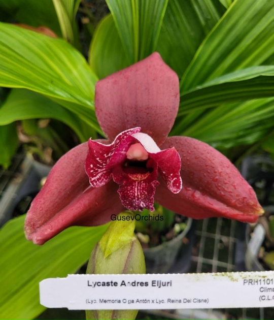 Lycaste Andres Eljuri