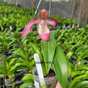 Phragmipedlum incan Treasure