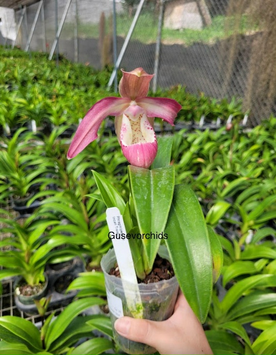 Phragmipedlum incan Treasure