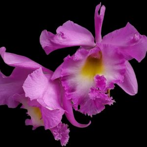 Rhyncholaeliocattley Memoria Pipa Garcia Recinos