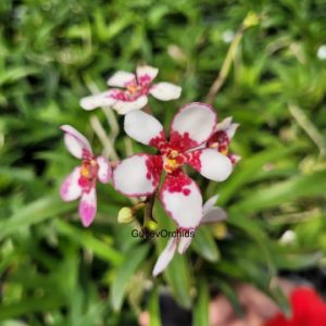 Sarcochilus Kulnura Warmer