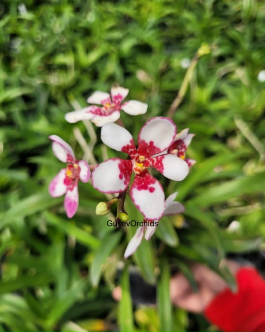 Sarcochilus Kulnura Warmer