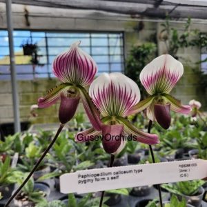 Paphlopedilum callosum type pygmy form x self