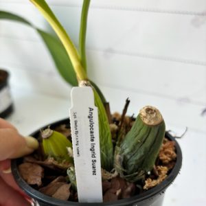 Angulocaste Ingrid Suarez